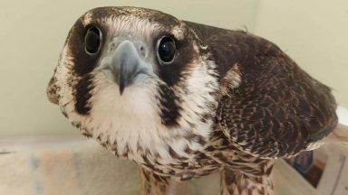 Injured peregrine falcon unable to fly after being found shot