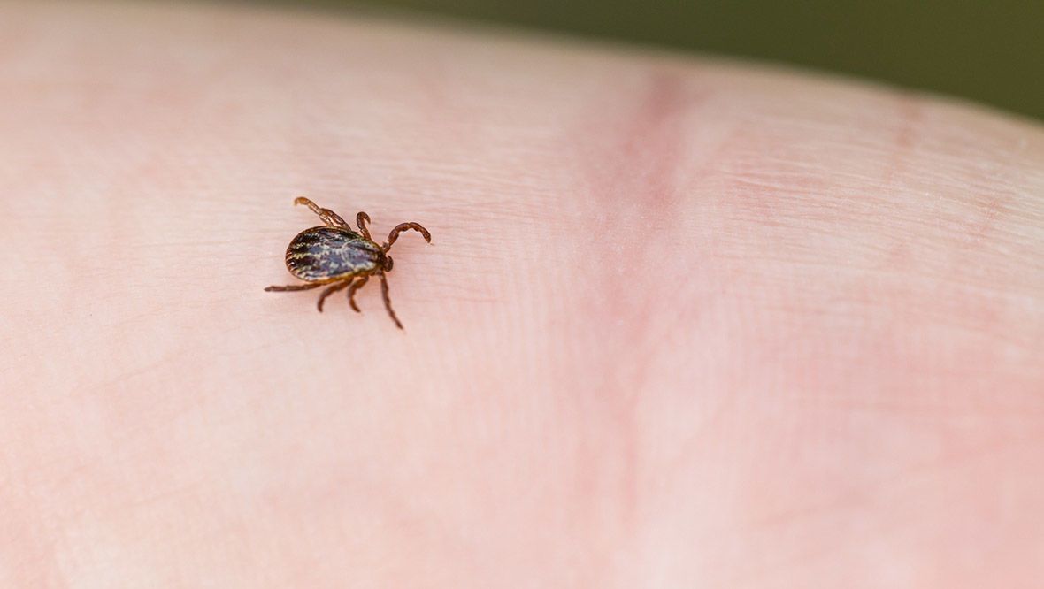 Lyme disease scheme piloted by NHS Highland to be rolled out making diagnosis and management easier