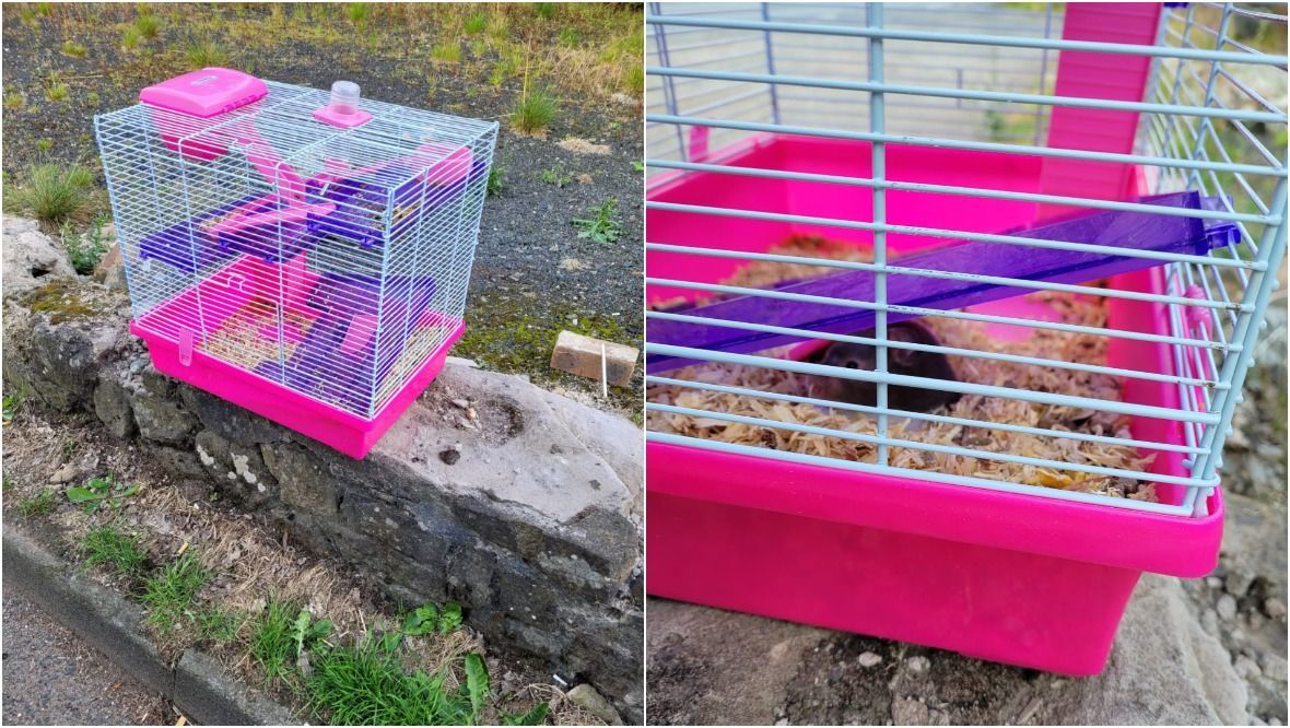 Hamsters found abandoned in cage at side of busy road