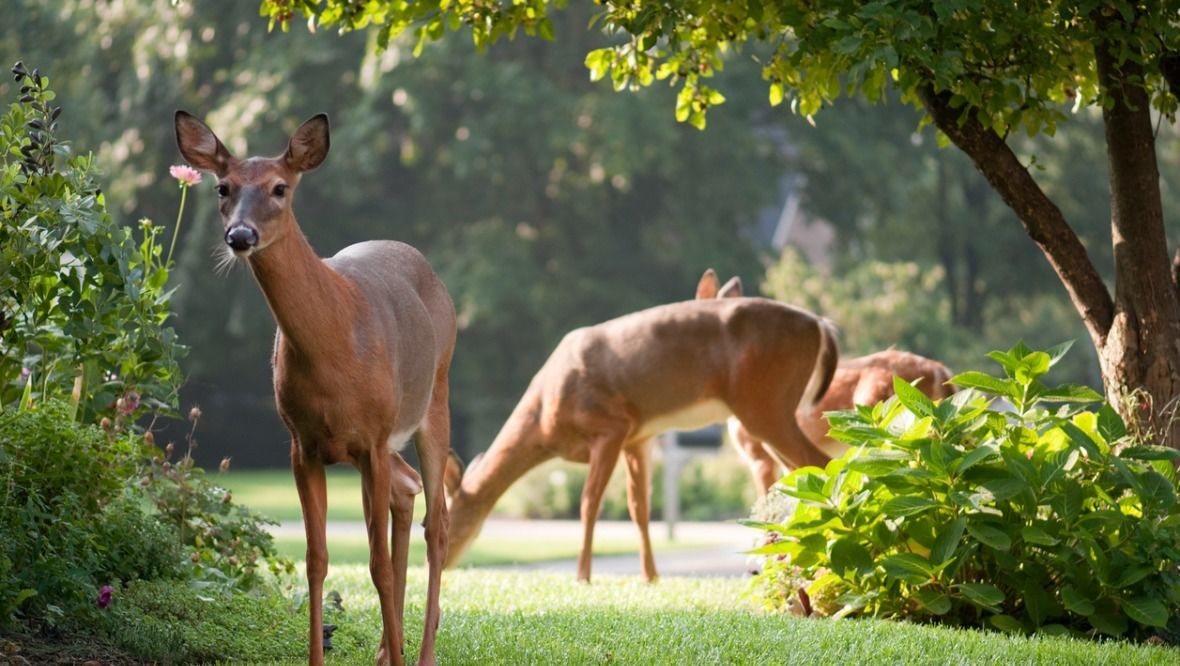 Deer to be culled as numbers double to around one million
