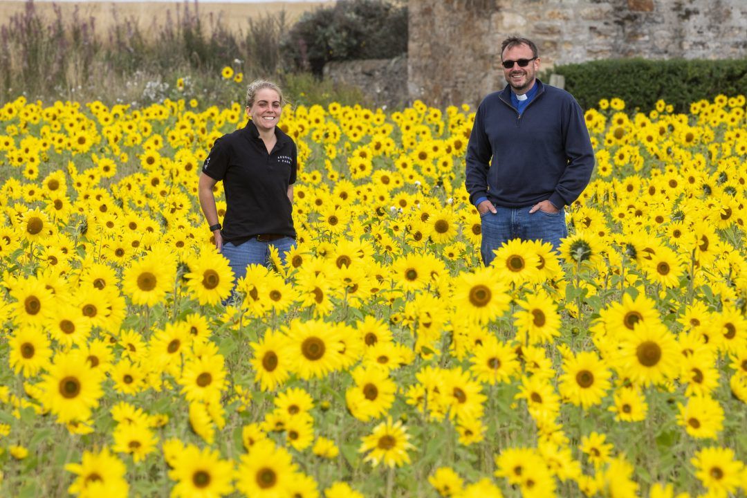 More than 100,000 sunflowers planted to give people ‘Hope’