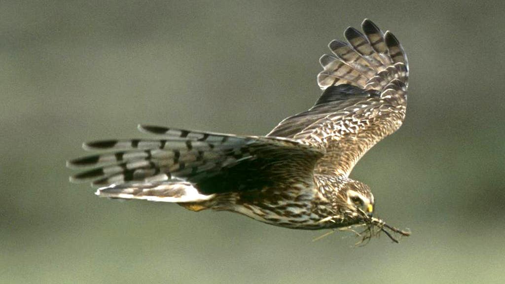 Sporting estate bird culling licence ban extended over ‘wildlife crime’