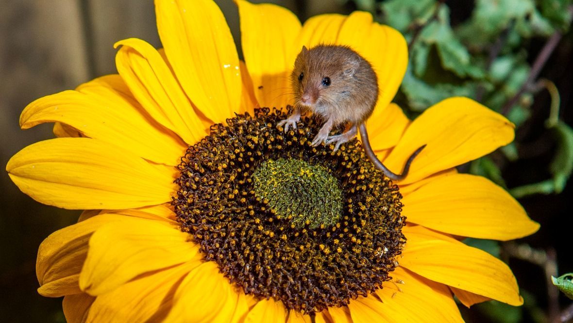 Tiny rare harvest mouse pictured perched on sunflowers