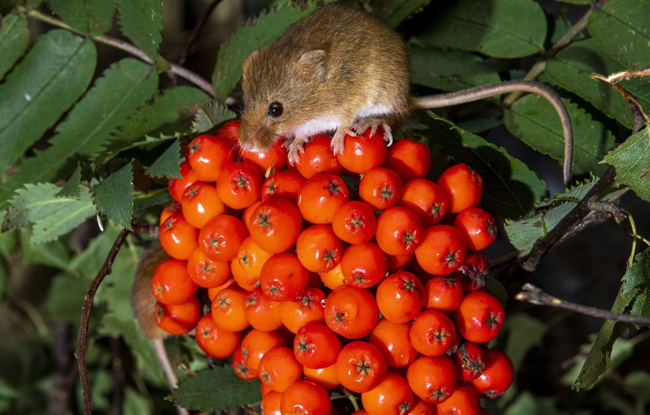 Rare: The tiny mice are critically endangered in Scotland.  SWNS