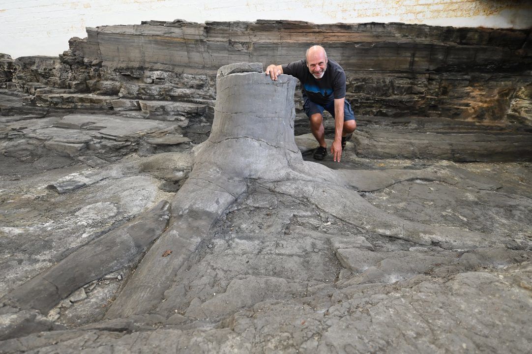 Rare collection of fossil trees ‘at risk of being destroyed’