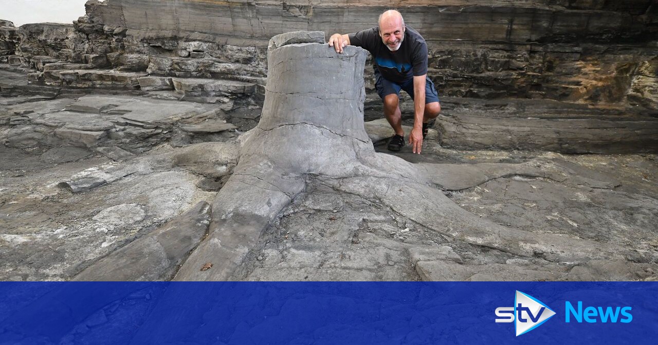 Rare collection of fossil trees 'at risk of being destroyed' STV News