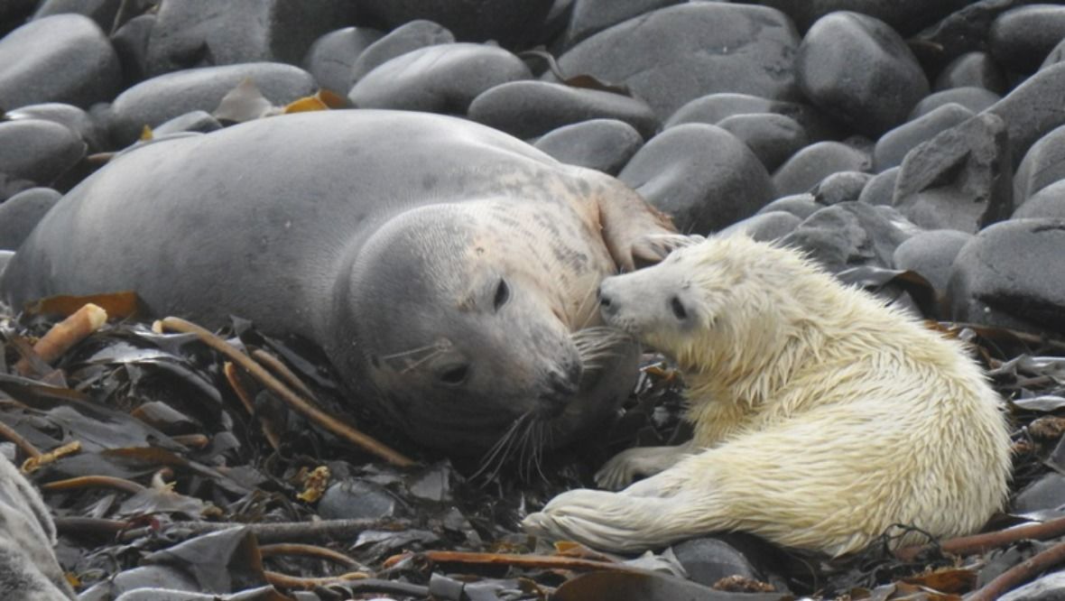 Nature reserve welcomes arrival of its first seal pup of the year