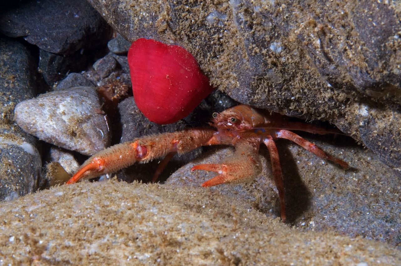 A squat lobster was found beside a closed beadlet anemone.