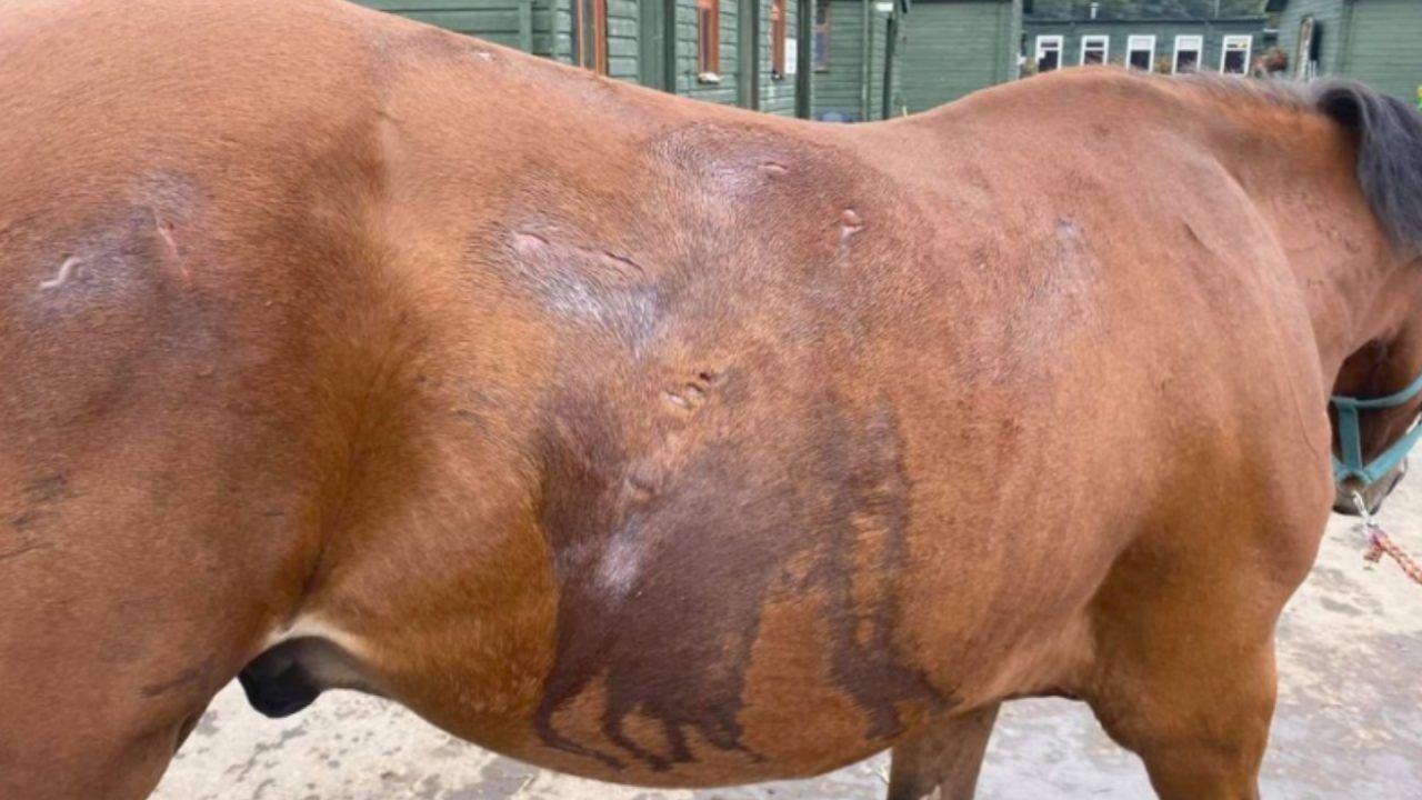 Four horses badly injured at country park after suspected dog attack