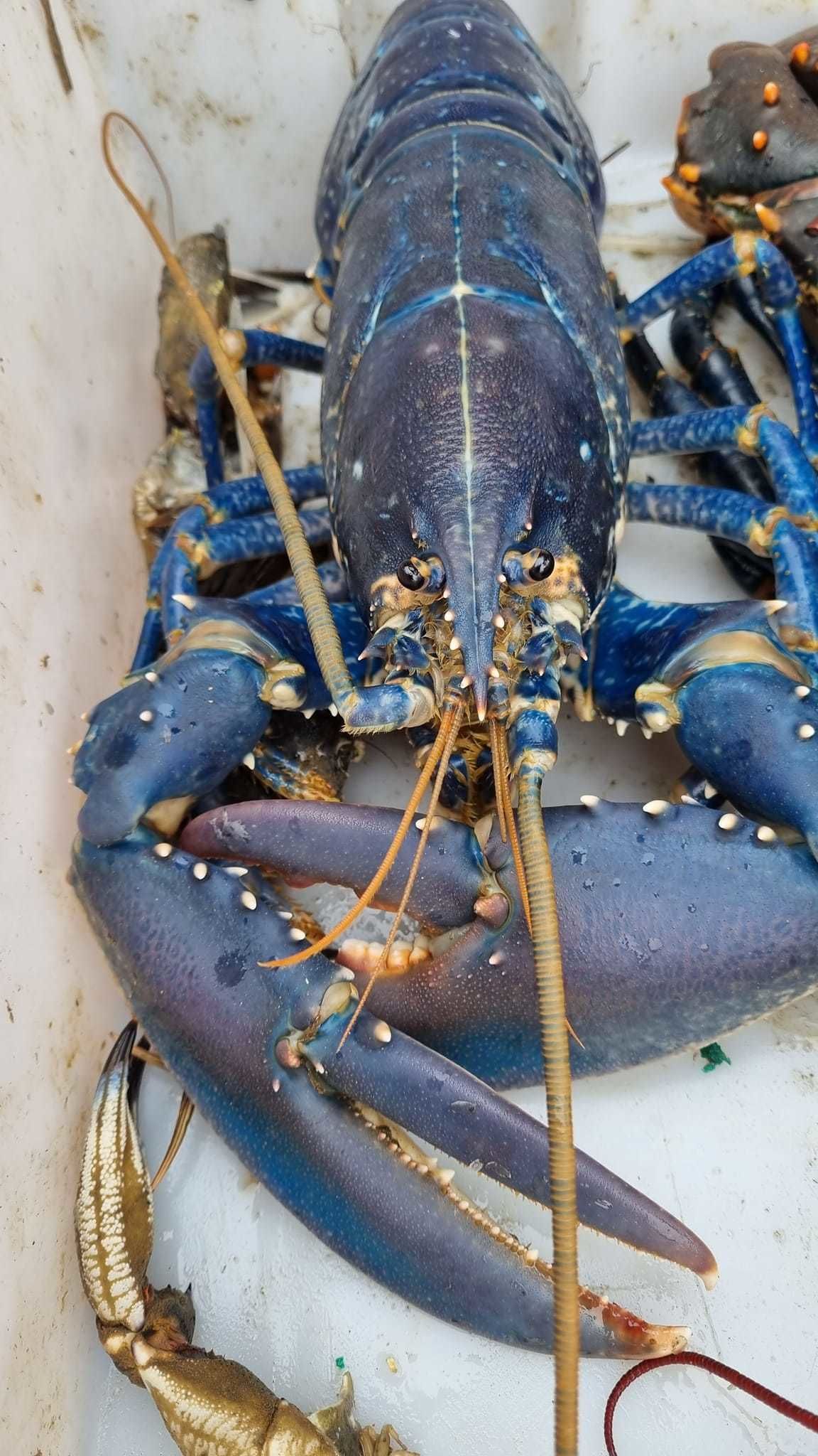 Ricky Greenhowe landed a rare blue lobster