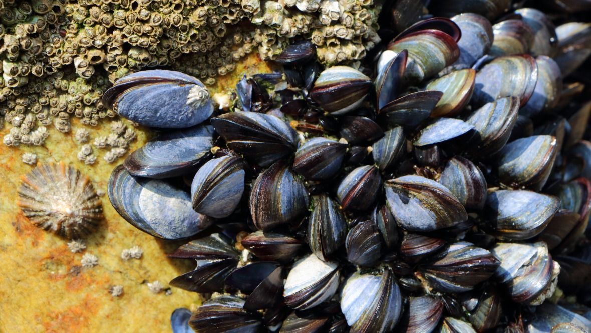 Warning issued over high levels of shellfish toxins in Outer Hebrides