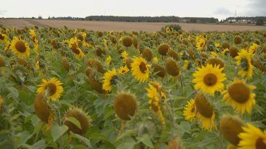 Farmer’s sunflower field dream turned into a social media storm