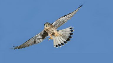 Rory Parker fined after shooting protected Sparrowhawk on Moy Estate near Inverness