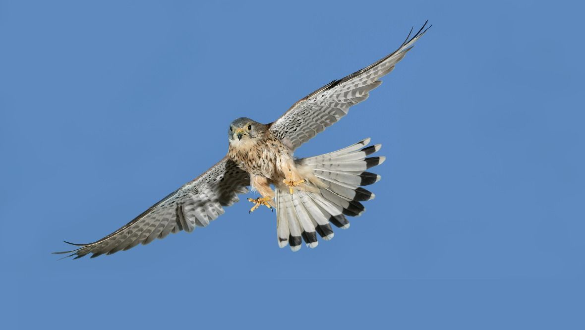 Man charged with wildlife crime offences after death of bird of prey