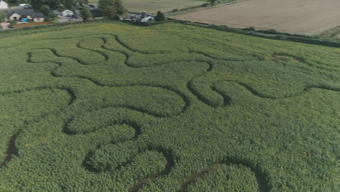 Walk: There are plans to bring the sunflower trail back next year.