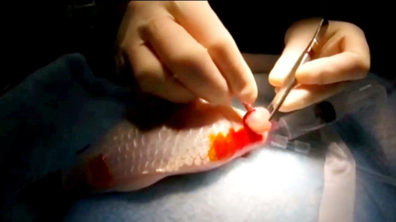 Goldfish undergoes surgery to have tumour removed from eye