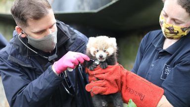 Endangered red panda cub named at Edinburgh Zoo