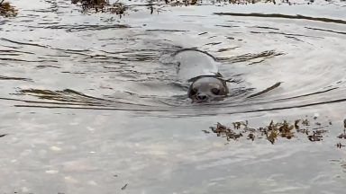Seal pups take first dip after being released back into the wild