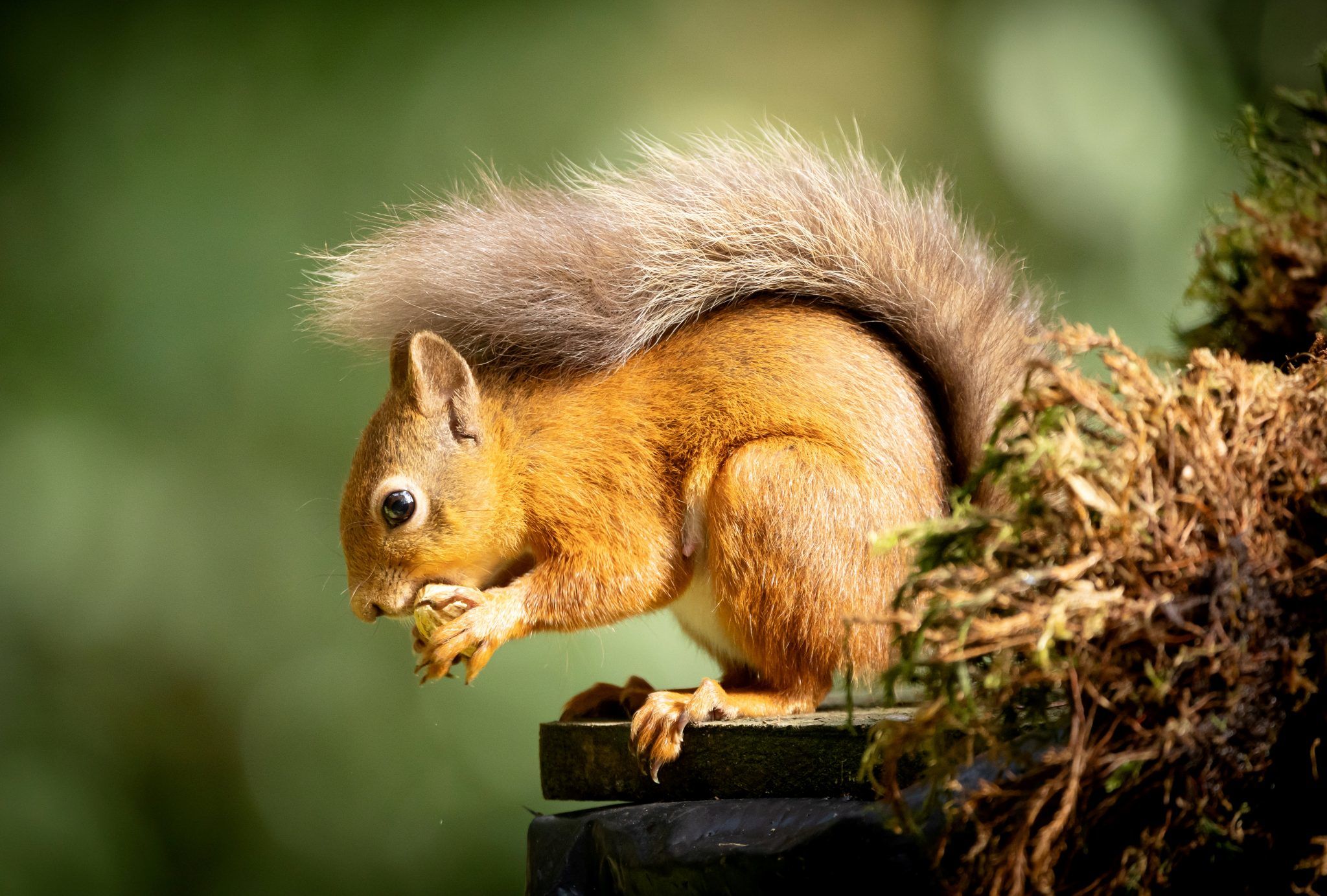 Hundreds of red squirrel sightings 'will help save iconic species ...