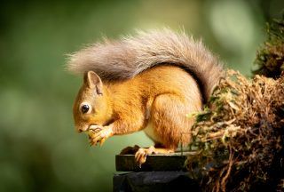 ‘Booster’ of £1.1m for campaign to protect red squirrels