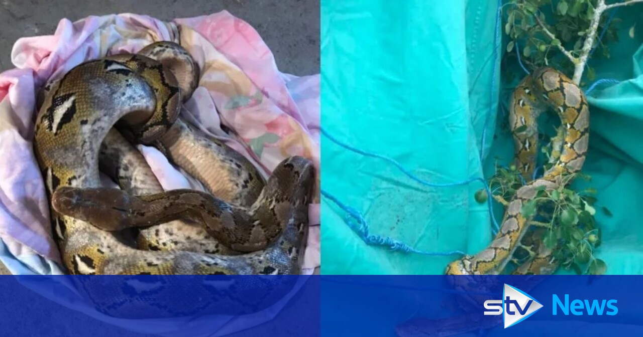 Mystery as second 10ft python found in country lane | STV News
