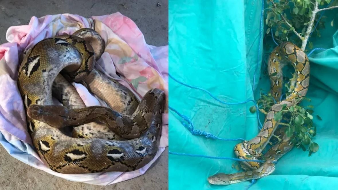 Mystery as second 10ft python found in country lane