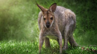 Wandering wallaby escapes from petting zoo and spotted outside pub