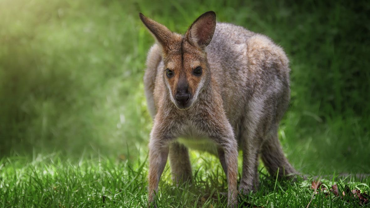 Wandering wallaby escapes from petting zoo and spotted outside pub