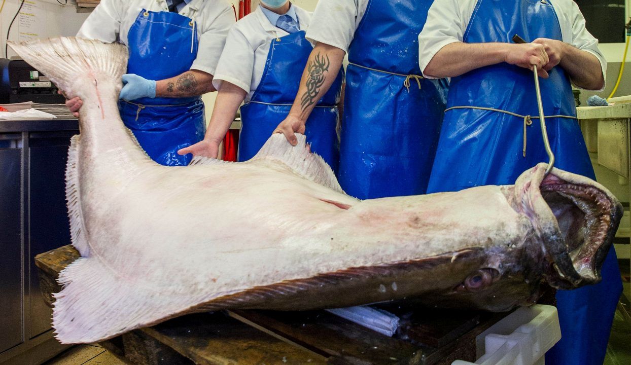 Eight-foot halibut one of the largest fish caught in Scotland