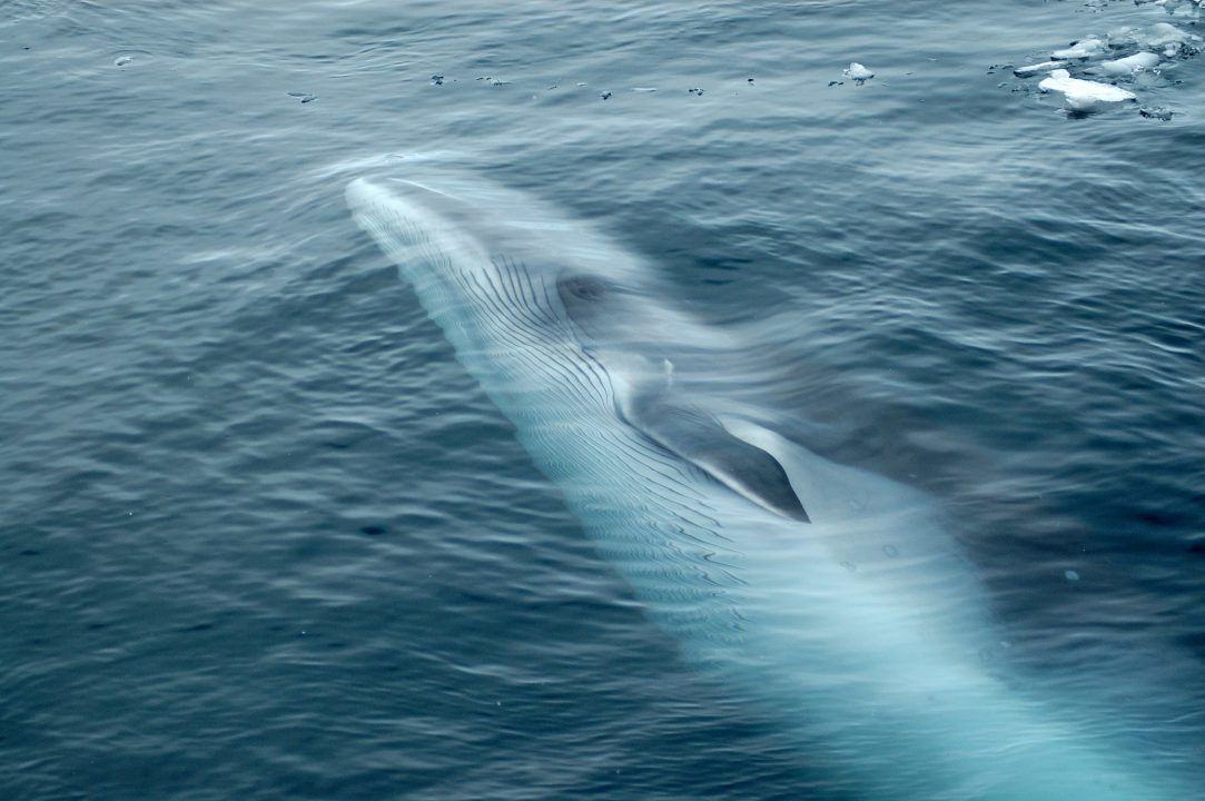Campaigners criticise Norwegian fleet’s killing of over 570 minke whales