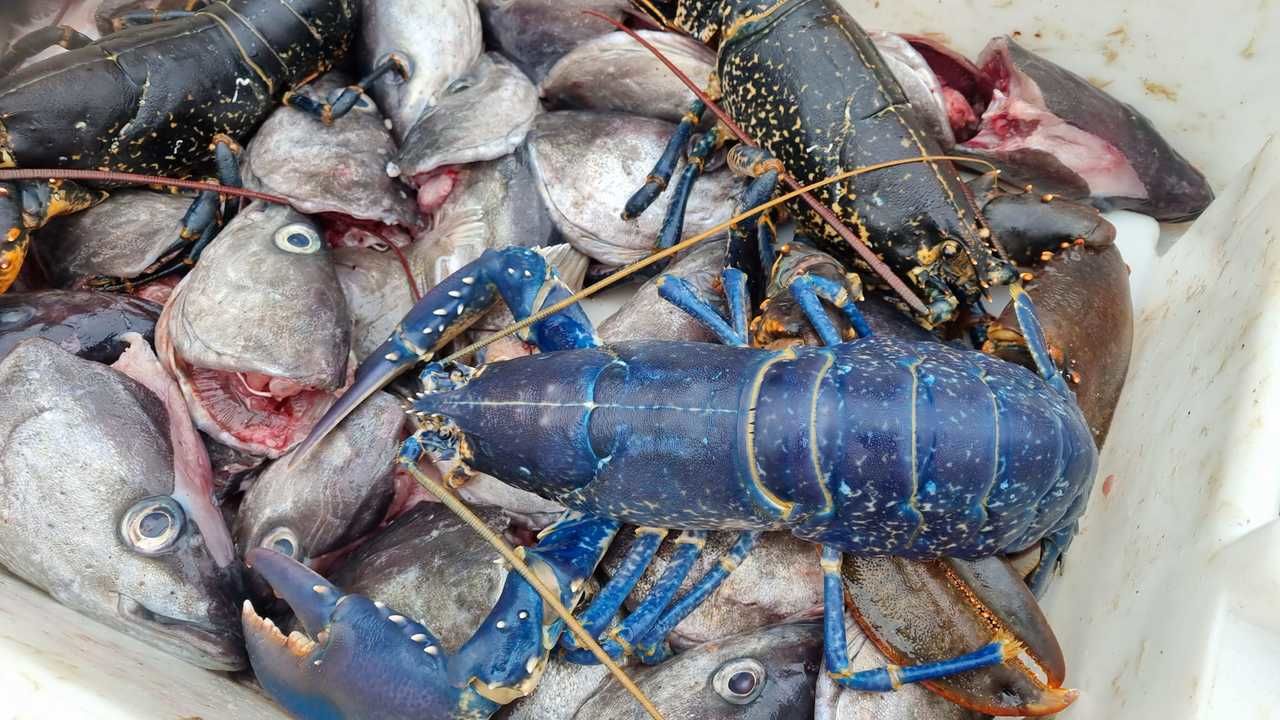 Ricky Greenhowe landed a rare blue lobster