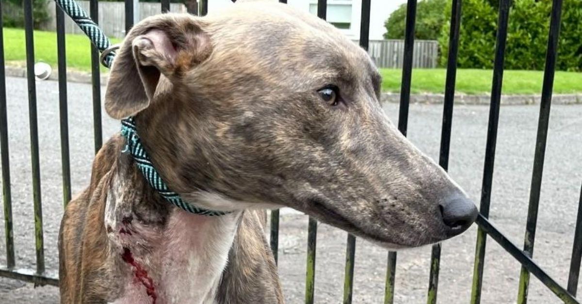 Appeal after lurcher dog found in park with wounds to his neck