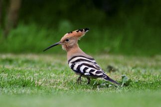 Rare mohican feathered hoopoe bird spotted on Shetland