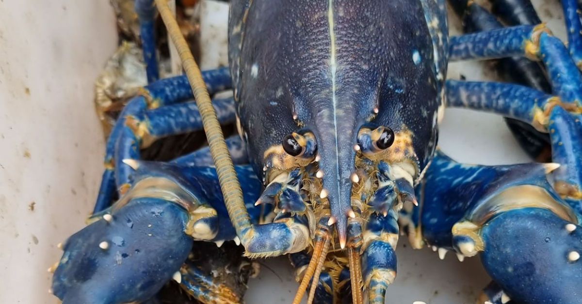 Fisherman catches rare ‘one-in-two-million’ blue lobster