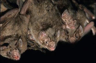 Vampire bats ‘prefer to forage for blood with friends’