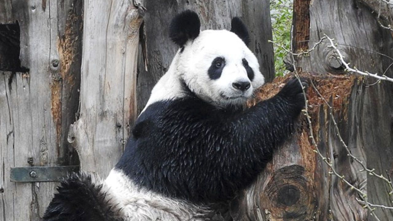 No panda cubs at Edinburgh Zoo after eighth failed bid | STV News