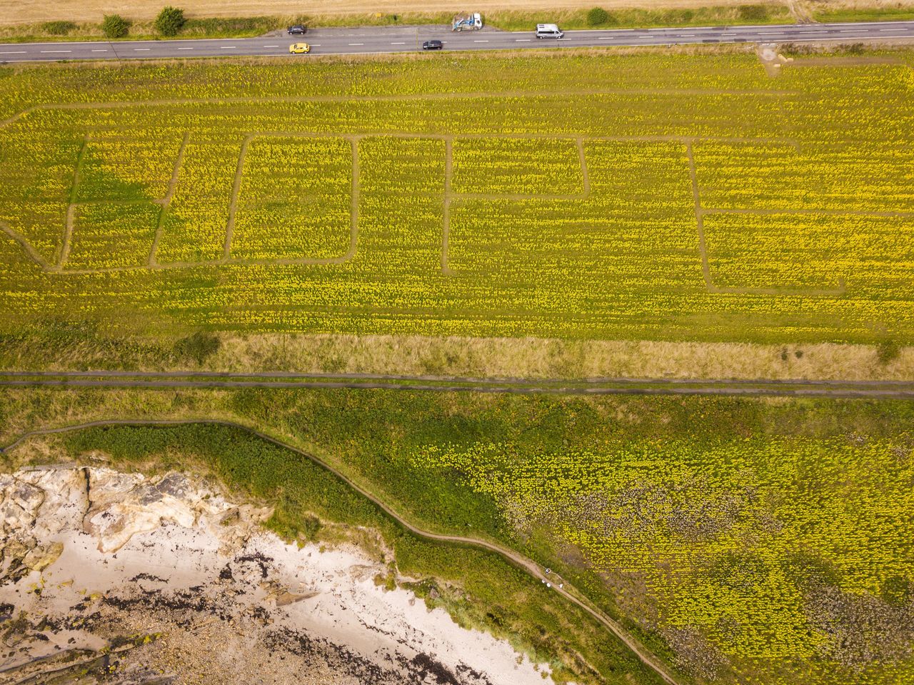 Field of Hope: Sunflower maze with the word 'Hope' cut into it. 