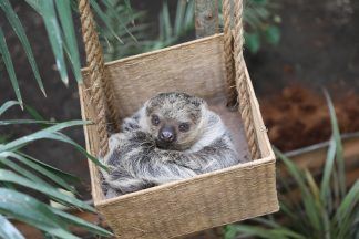 Edinburgh Zoo welcomes Scotland’s only sloths in new exhibit