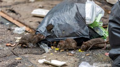 Almost 7000 rat sightings reported in Glasgow amid waste crisis fear