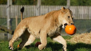 Lion pride spotted playing with pumpkins at safari park