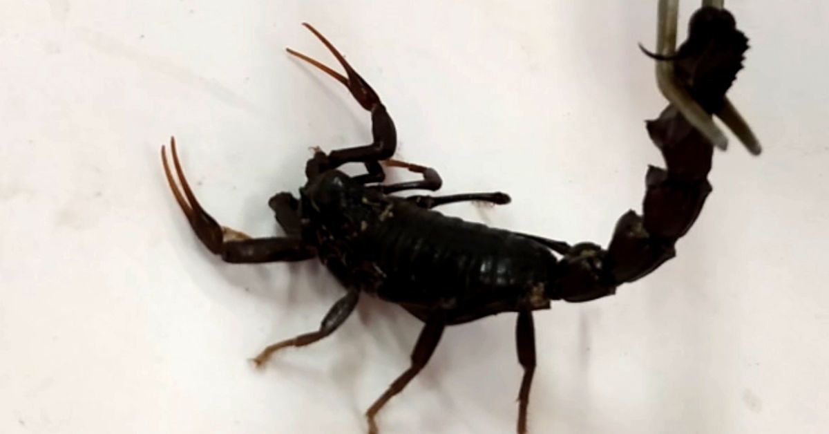 Scorpion sting could save lives from Covid-19, scientist says