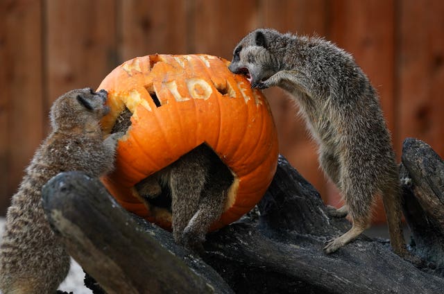 Meerkats explore a pumpkin left in their enclosure at Blair Drummond Safari Park. (PA)