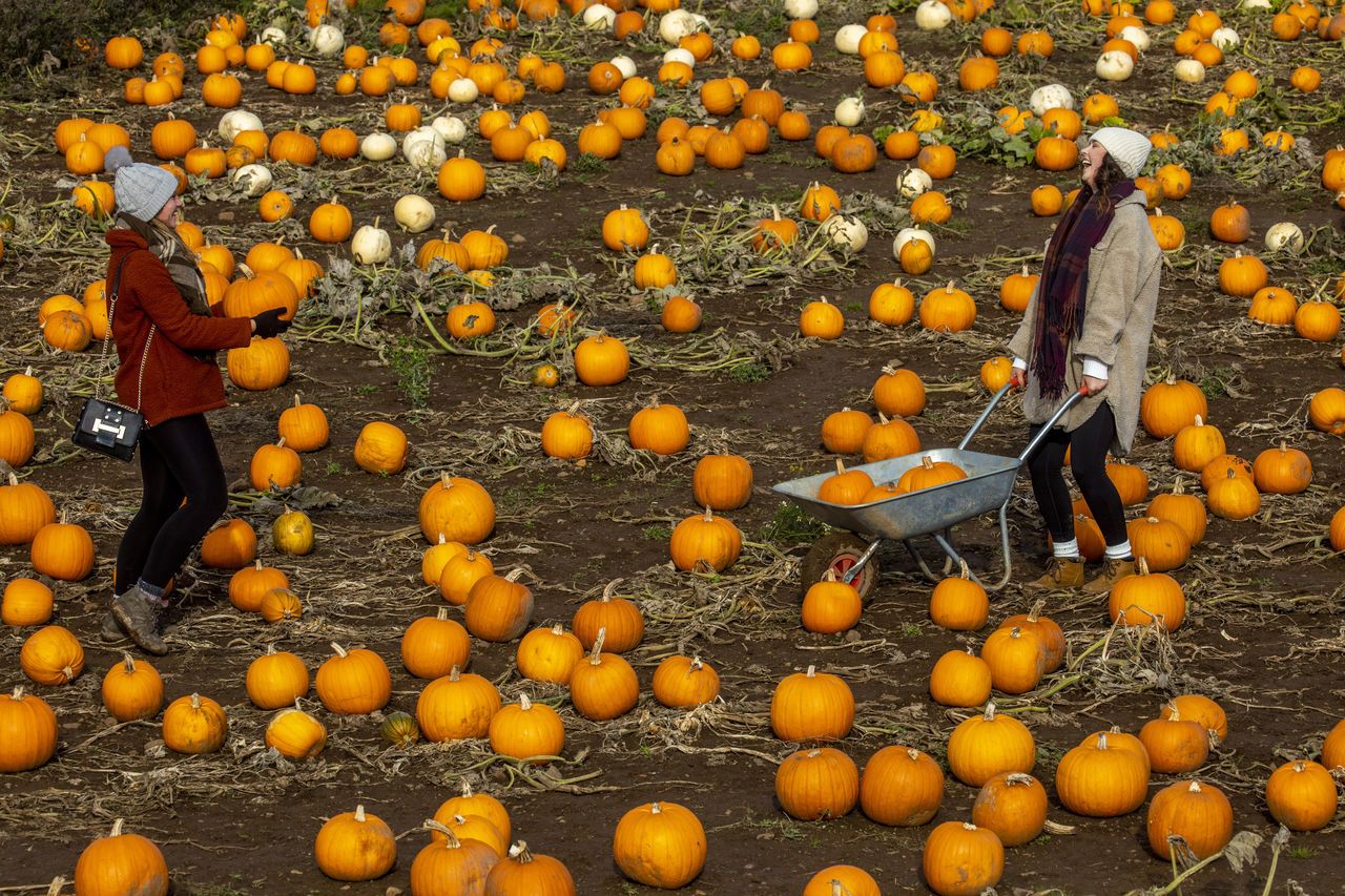 Rachael Cockbain and Katy Roberts choose their pumpkins at Balgone Pumpkins in North Berwick. 