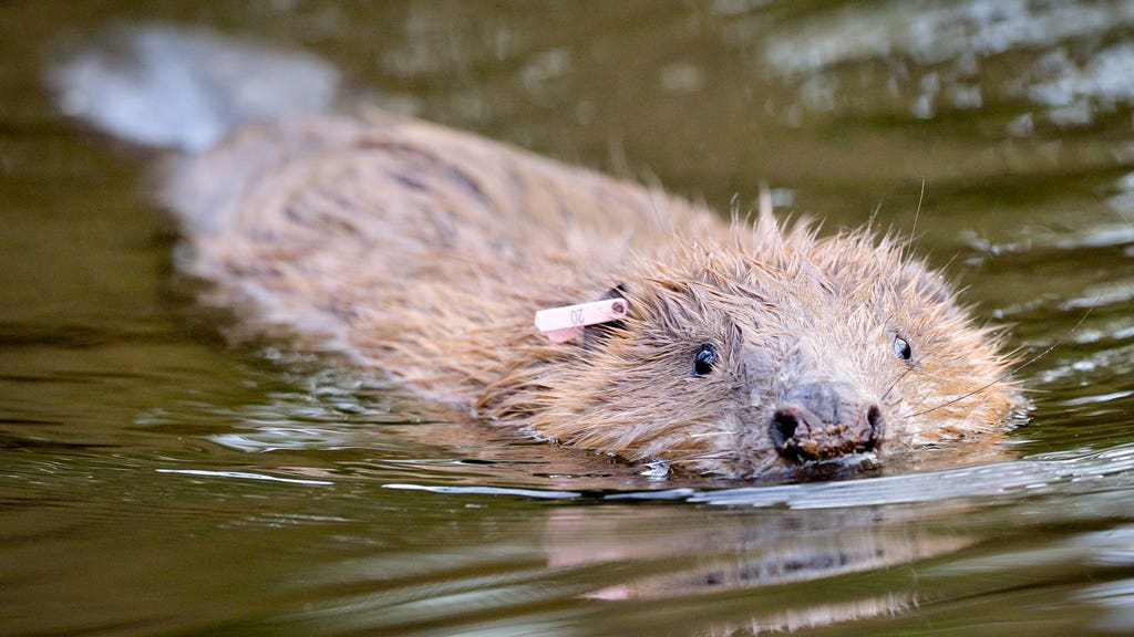 Beaver cull licences unlawful if written reasons not given, court rules