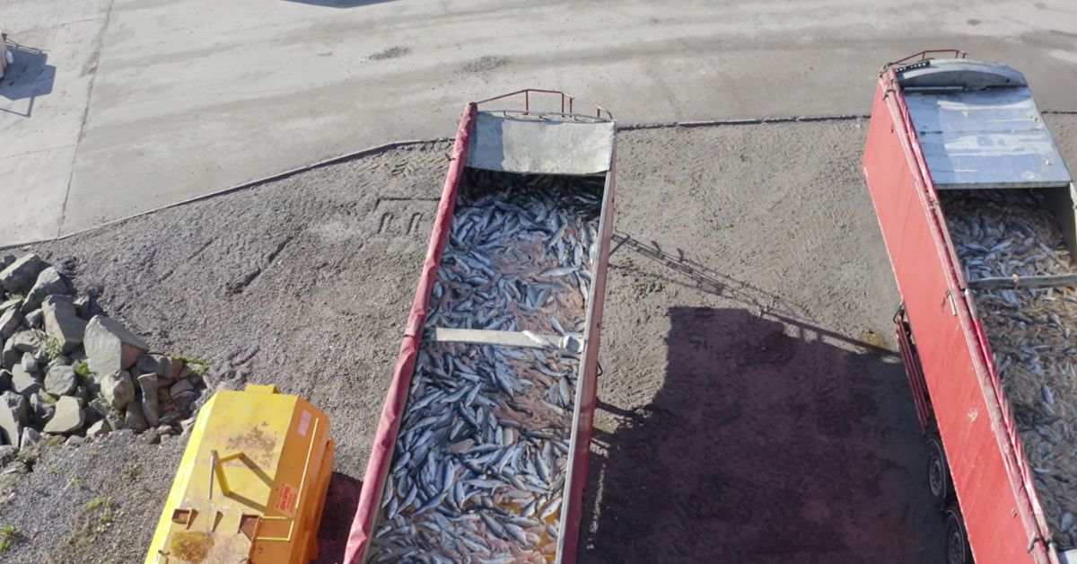 Thousands of rotting salmon ‘stink out’ village after mass death at farm