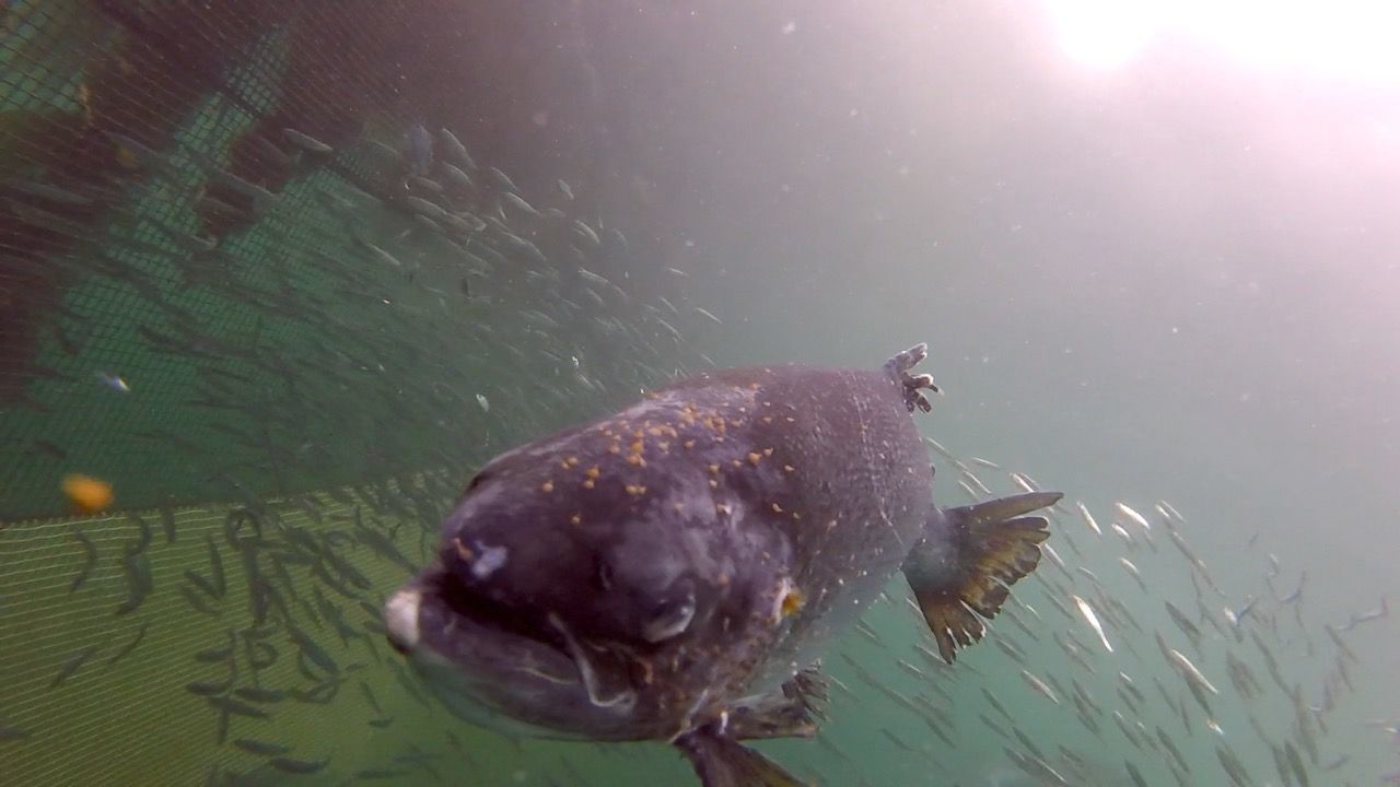 Photo of inside a Mowi salmon farm taken by Scottish Salmon Watch in July 2021.