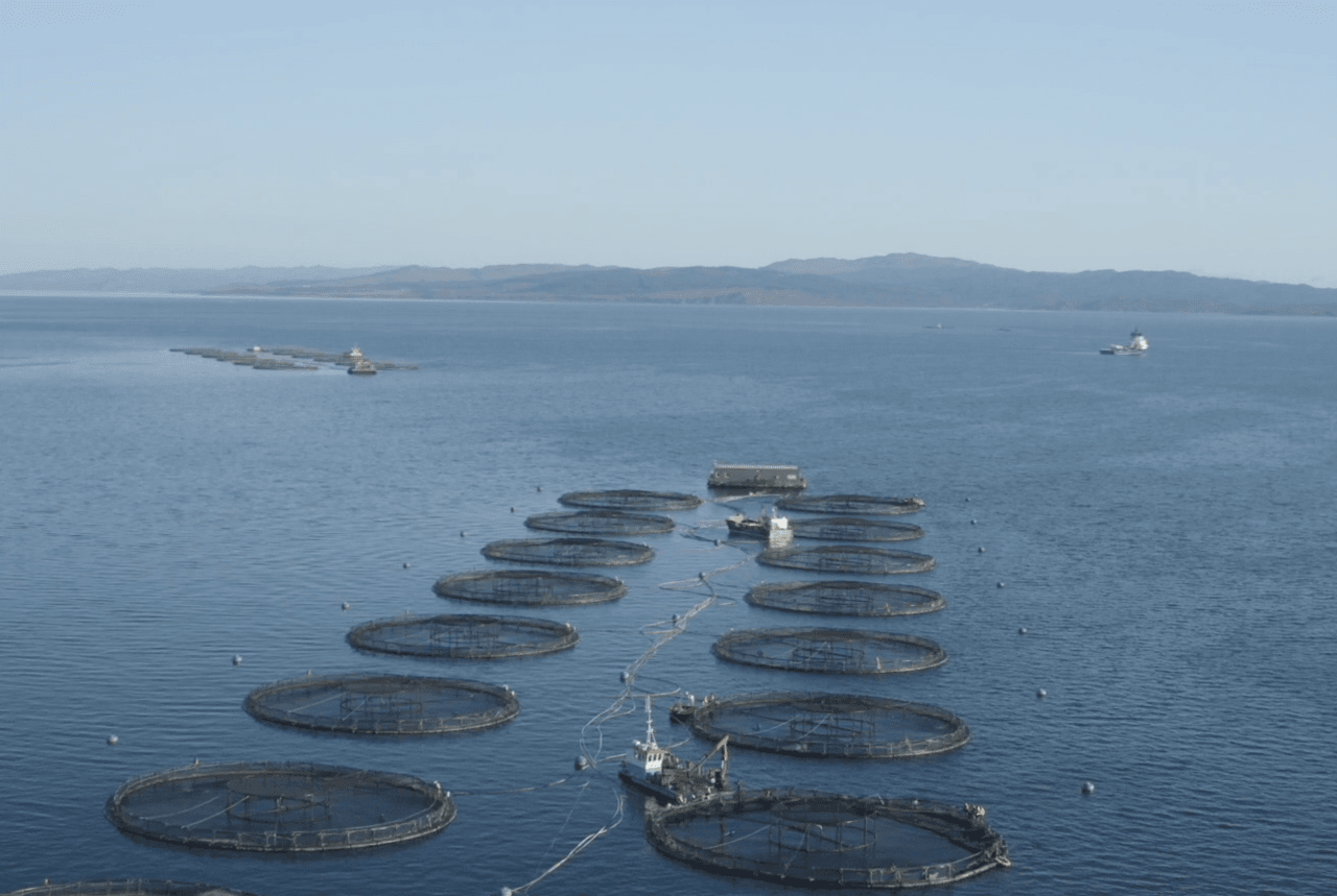 The pens of the Scottish Salmon Company farm off the Isle of Gigha.