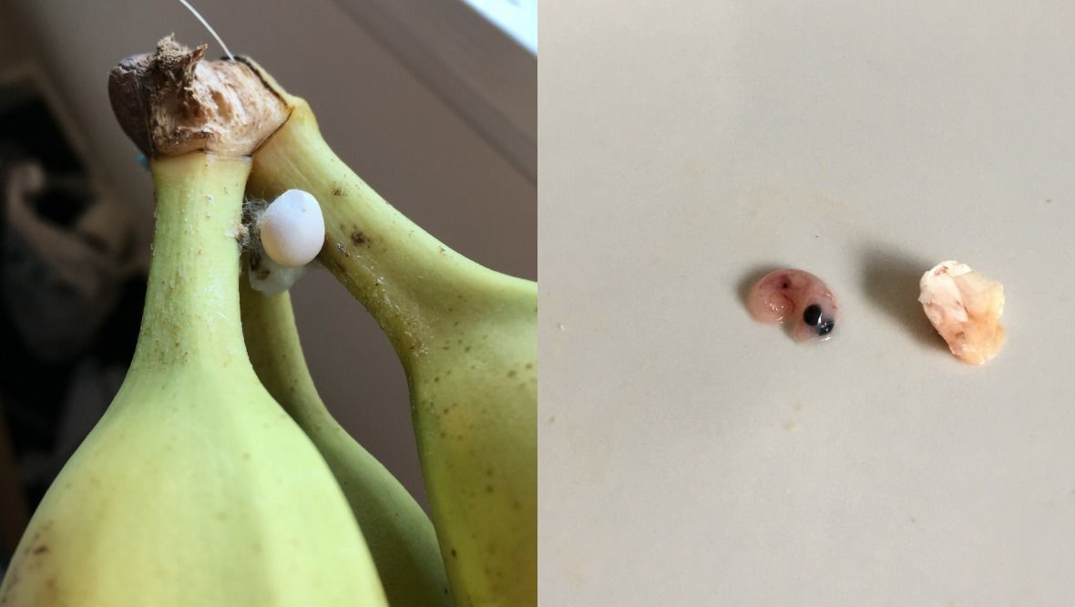 Shopper discovers ‘lizard egg’ in bunch of bananas from Sainsbury’s