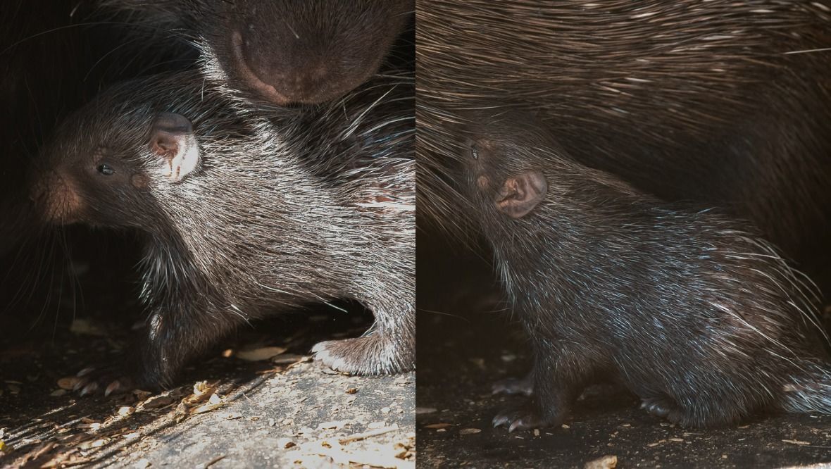 Picture of Fiddich, porcupine at Edinburgh Zoo.
