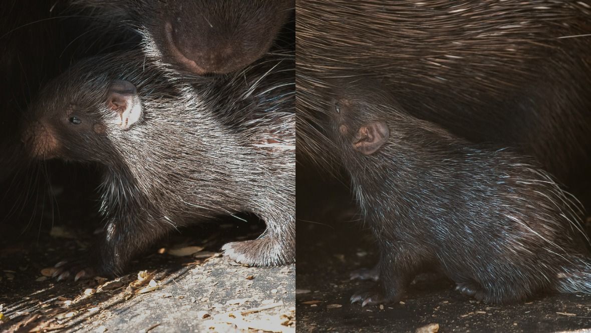 Porcupine: The species is common throughout central and southern Africa.